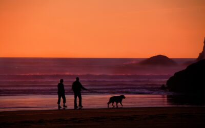 A Guide to the Basic RRSP Rules in 2020